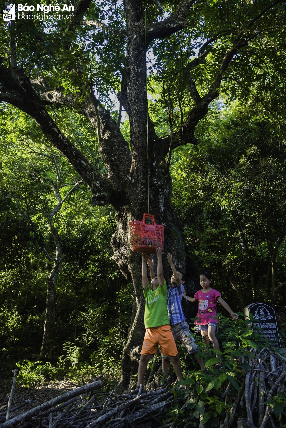 Mùa quả chín thơm trên cây thị di sản 200 năm tuổi ở Nghệ An ảnh 9