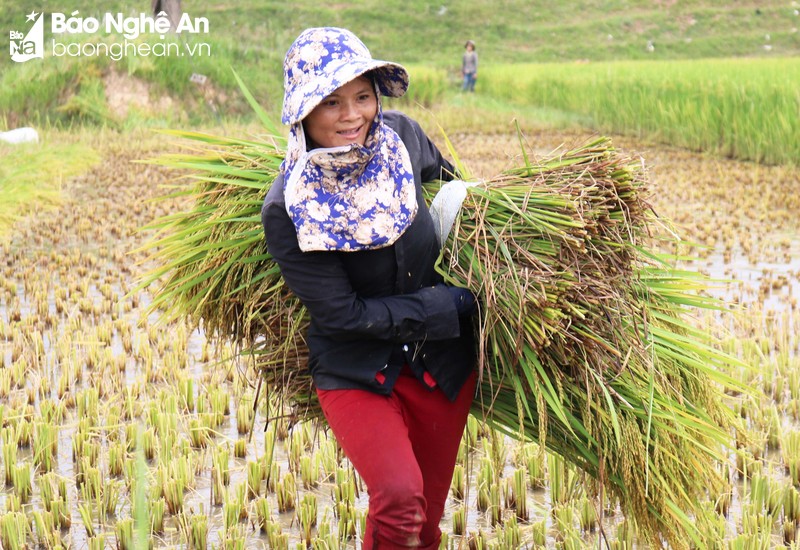 Những hình ảnh đẹp trong lao động của người phụ nữ nông thôn Nghệ ...